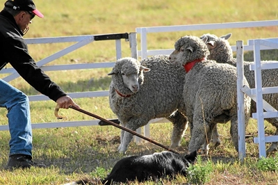 Groot skaaphond kompetisie word gehou